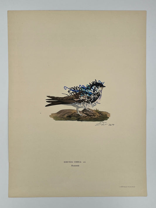 Shai Dahan - House Martin