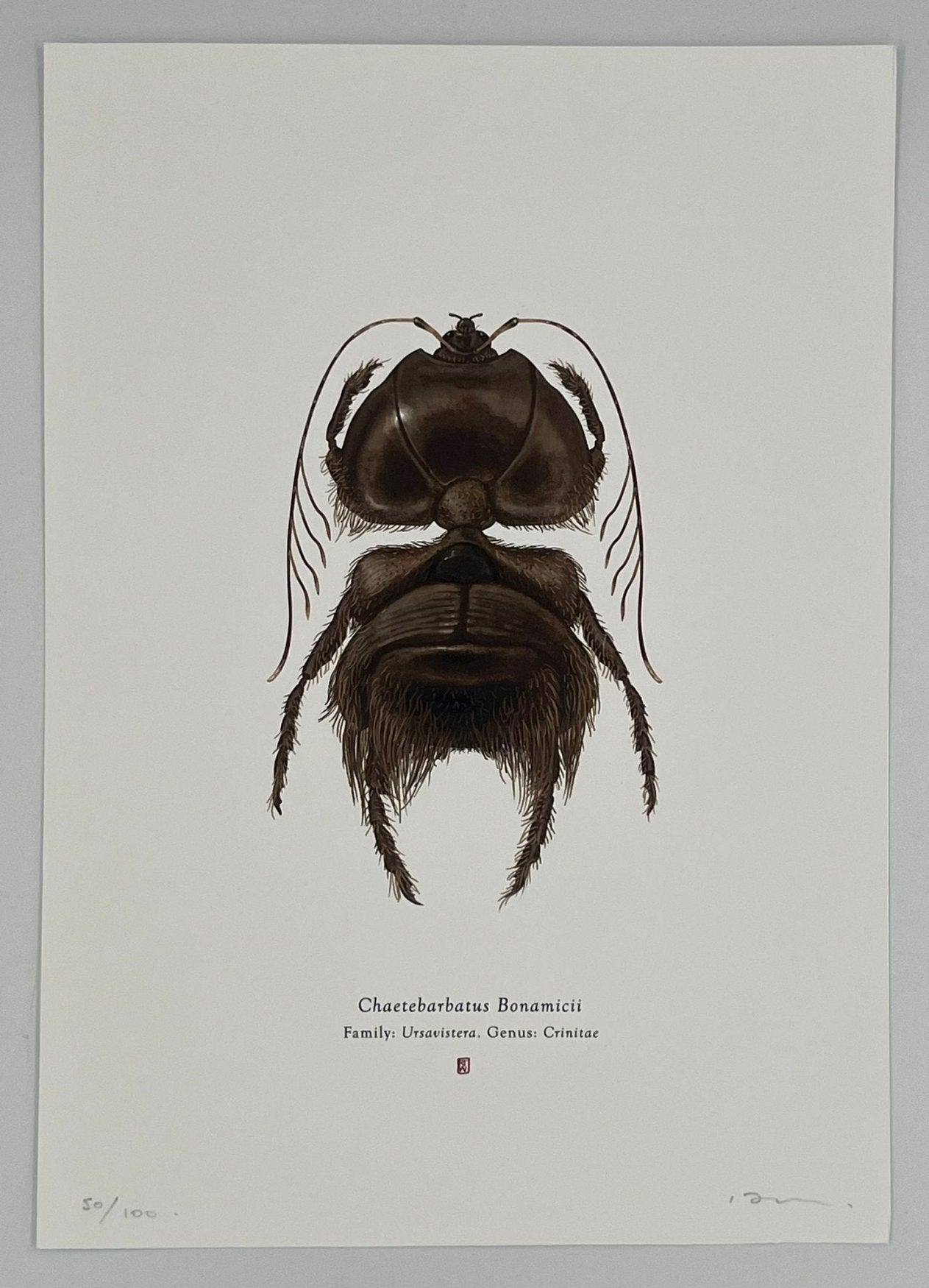 Richard Wilkinson - Chaetebarbatus Bonamicii (Chewbacca)
