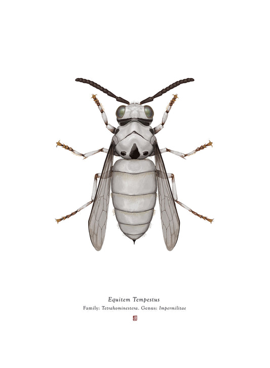 Richard Wilkinson - Equitem Tempestus (Classic Stormtrooper)