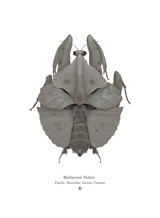 Malluvium Volans (Millenium Falcon)
