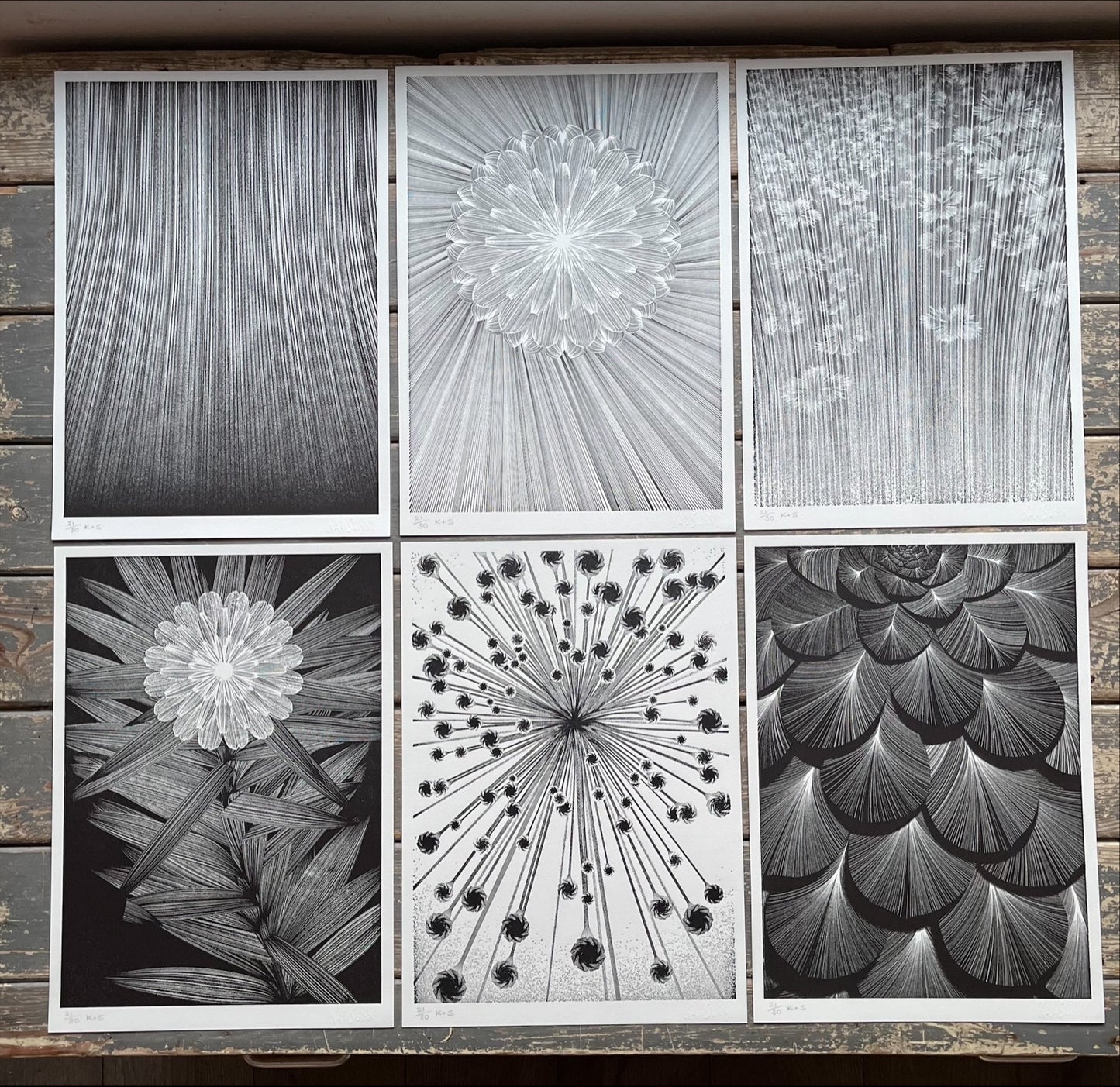 Kai & Sunny - The Flower Show - Series 2 (Box Set / Portfolio)