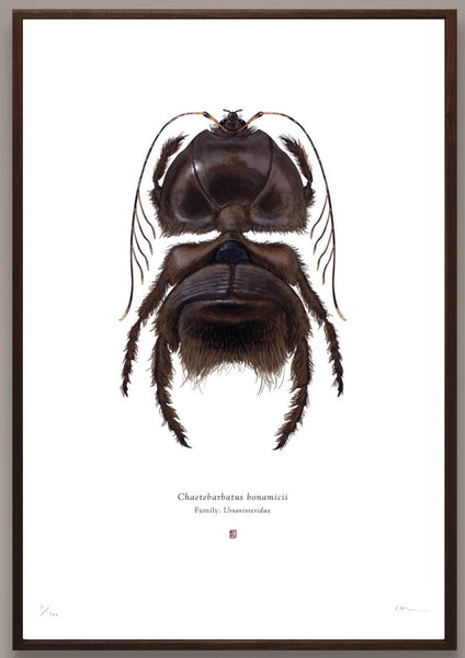 Richard Wilkinson - Chaetebarbatus Bonamicii (Chewbacca) - (Star Wars Insects - A2 Print)