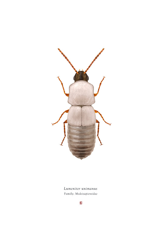 Richard Wilkinson - Lumeniter Unimanus (Luke Skywalker) - (Star Wars Insects - A2 Print)