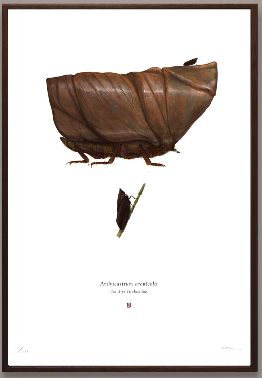 Richard Wilkinson - Ambucastrum Arenicola (Sand Crawler) - (Star Wars Insects - A2 Print)