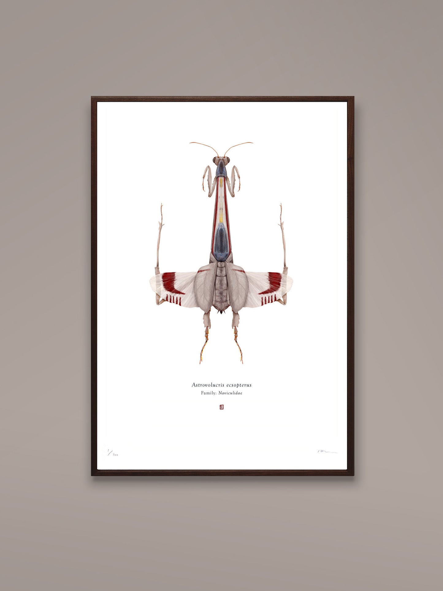 Richard Wilkinson - Astrovolucris Ecsopterus (X-Wing Starfighter) (Star Wars Insects - A2 Print)