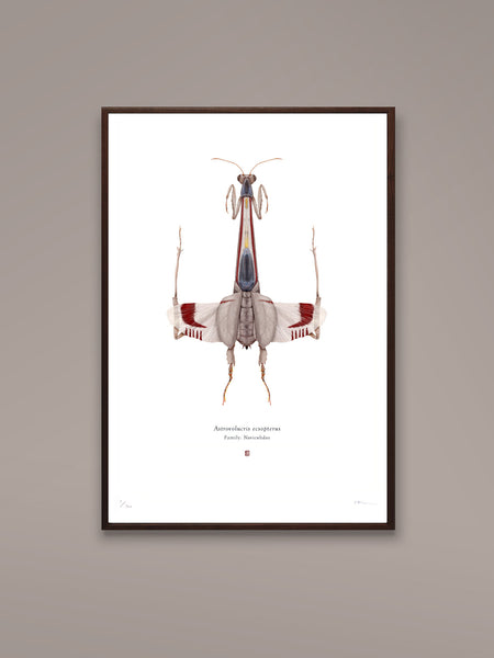 Richard Wilkinson - Astrovolucris Ecsopterus (X-Wing Starfighter) (Star Wars Insects - A2 Print)