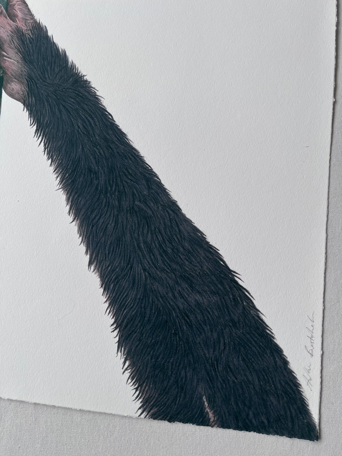 Adam Batchelor - Left Bank Ape