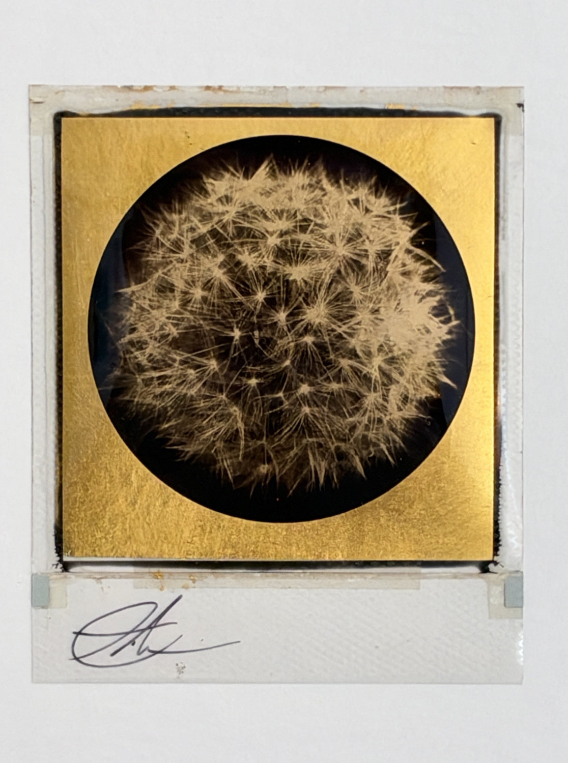 Andrew Millar - Growth (Framed Polaroid)