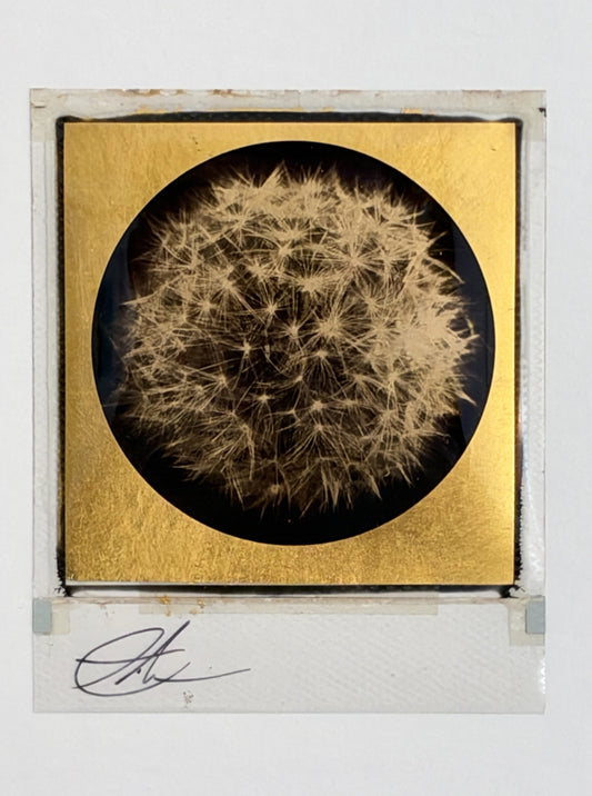 Andrew Millar - Growth (Framed Polaroid)