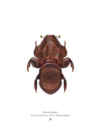 Aureus Aequor (Admiral Ackbar)