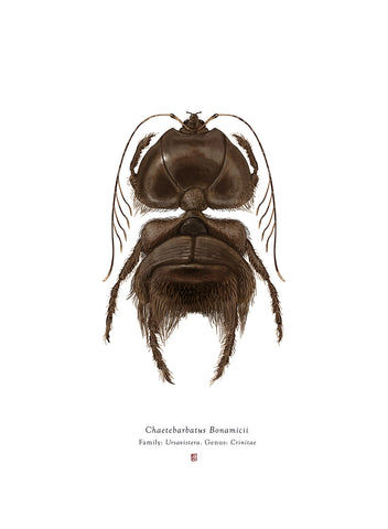 Chaetebarbatus Bonamicii (Chewbacca)