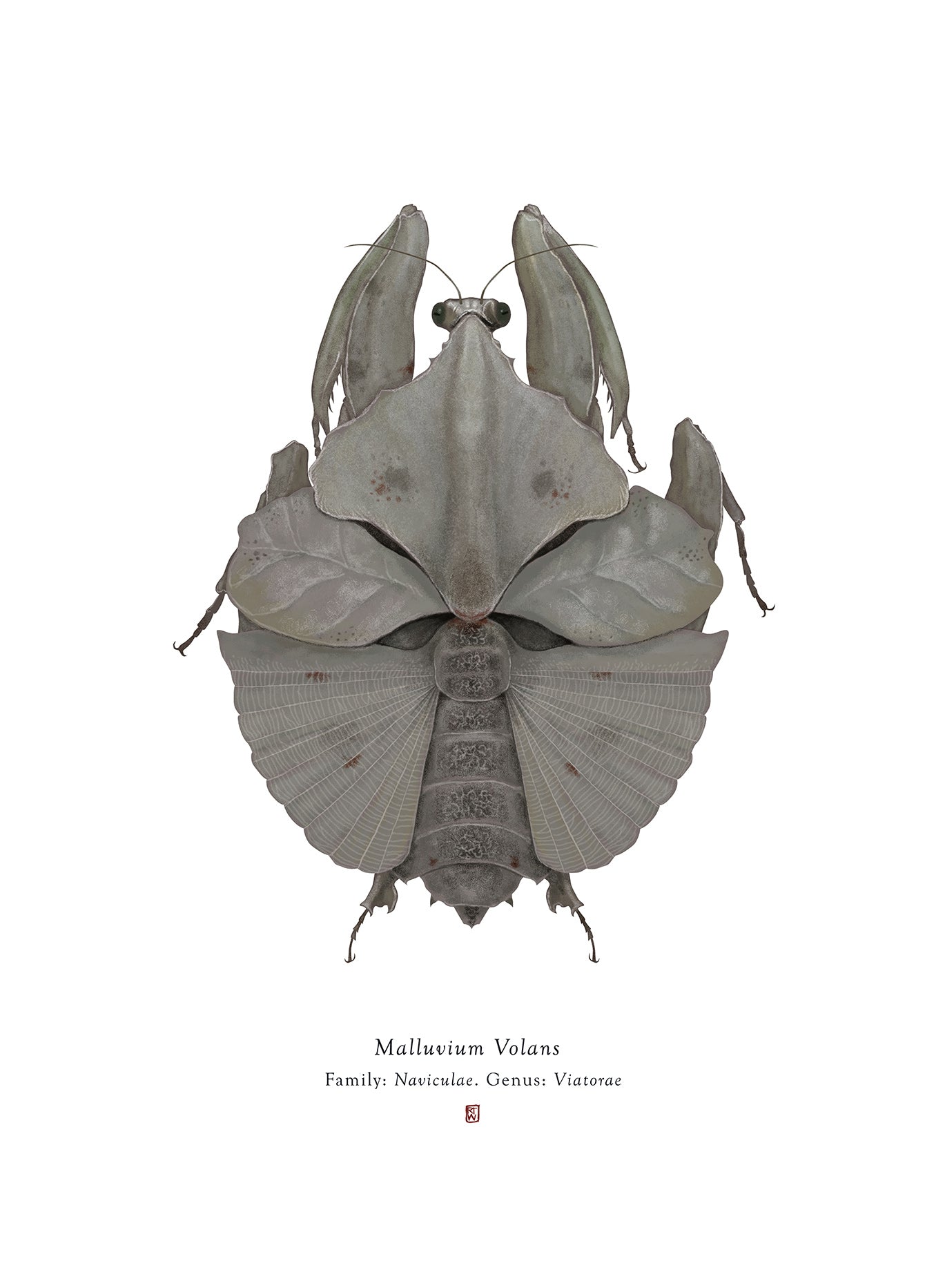  Malluvium Volans (Millenium Falcon)
