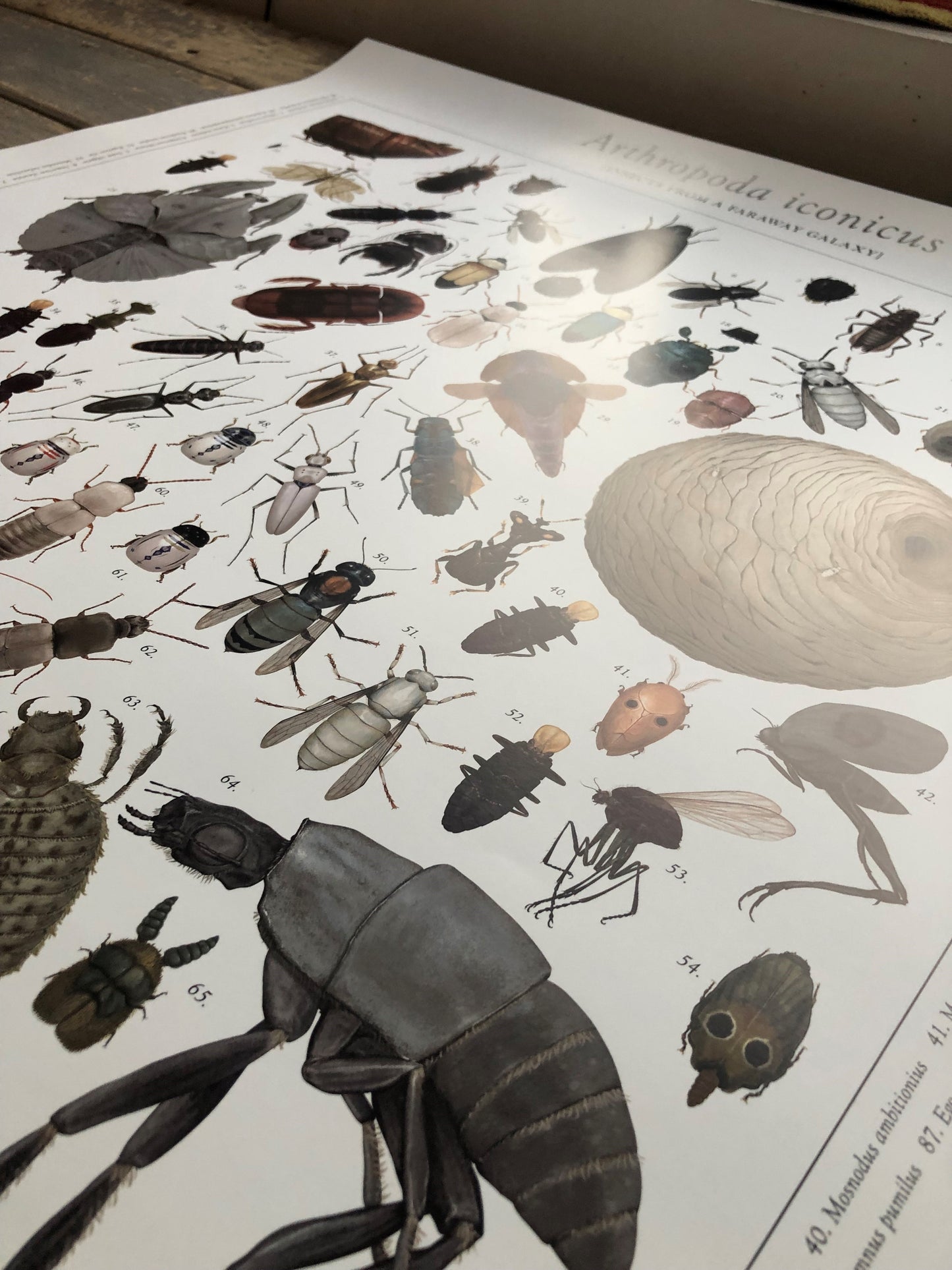 Richard Wilkinson -  Arthropoda Iconicus Poster SIGNED! - (Star Wars Insects - A1 )