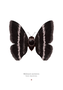 Richard Wilkinson - Malumavem Zweimotoria (Tie Fighter) - (Star Wars Insects - A2 Print)