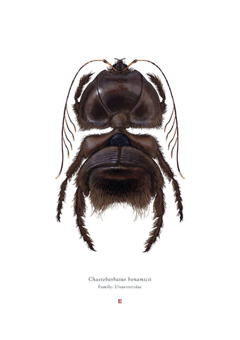 Richard Wilkinson - Chaetebarbatus Bonamicii (Chewbacca) - (Star Wars Insects - A2 Print)
