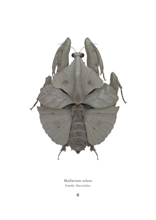 Richard Wilkinson - Malluvium Volans (Millennium Falcon) - (Star Wars Insects - A2 Print)