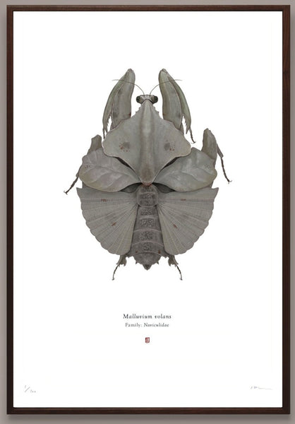Richard Wilkinson - Malluvium Volans (Millennium Falcon) - (Star Wars Insects - A2 Print)