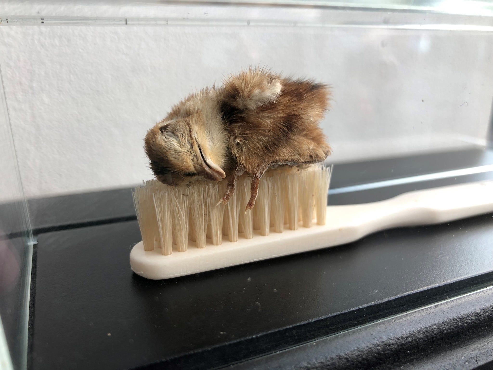 Polly Morgan - Bad Breath Toothbrush