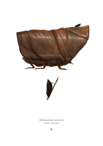 Richard Wilkinson - Ambucastrum Arenicola (Sand Crawler) - (Star Wars Insects - A2 Print)