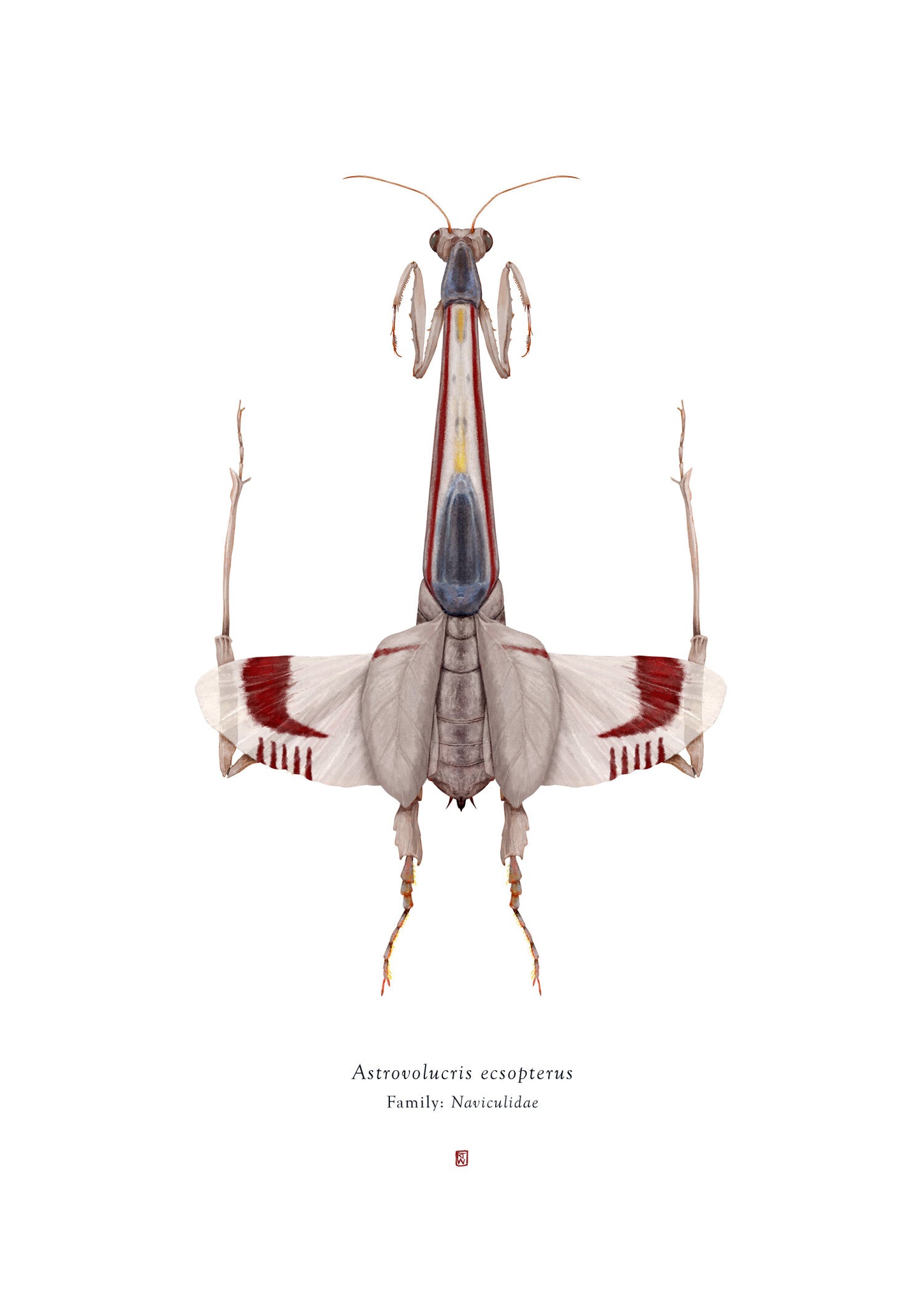 Richard Wilkinson - Astrovolucris Ecsopterus (X-Wing Starfighter) (Star Wars Insects - A2 Print)
