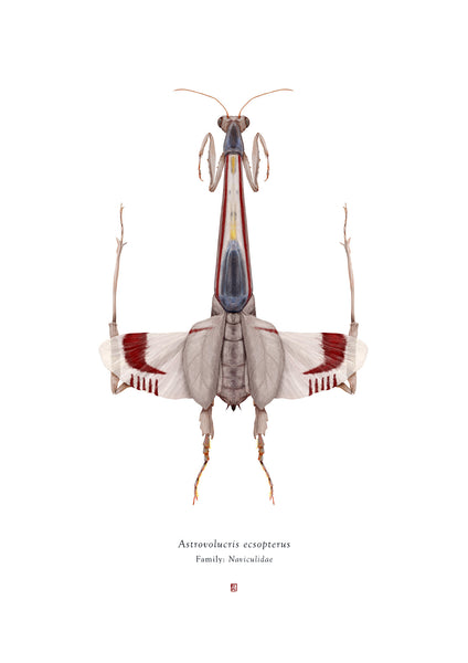 Richard Wilkinson - Astrovolucris Ecsopterus (X-Wing Starfighter) (Star Wars Insects - A2 Print)